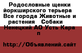 Родословные щенки йоркширского терьера - Все города Животные и растения » Собаки   . Ненецкий АО,Усть-Кара п.